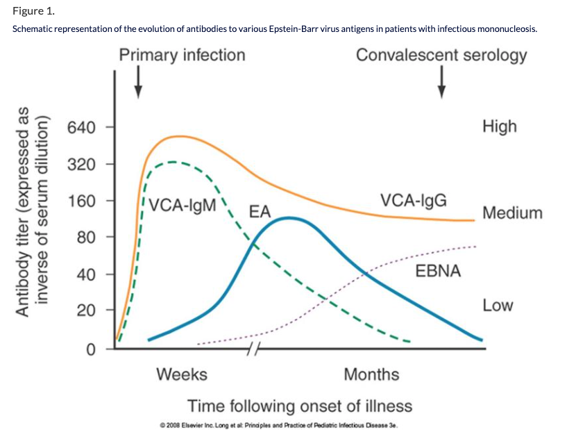 Barr virus igg положительный. Вэб VCA IGG. Эпштейн Барр - EBV VCA IGM. IGM вирус Эпштейн. Антитела к вирусу Эпштейна Барр.